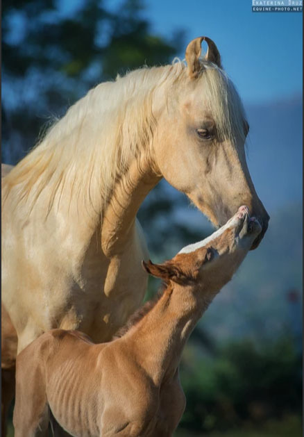Ekaterina Druz - Equine Photography - Kathiawari mare and her foal demonstrating love and connection